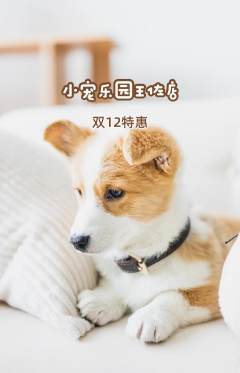 宠物店抢购单品抢购双12活动配图海报