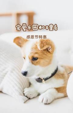 宠物店抢购单品抢购感恩节活动配图海报