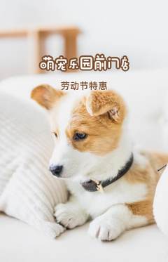 宠物店抢购单品抢购劳动节活动配图海报