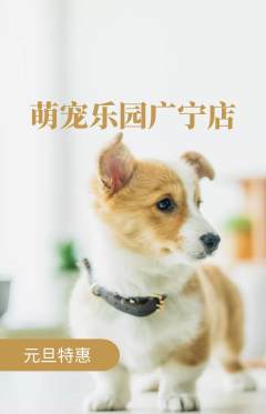 宠物店抢购自选套组抢购元旦活动配图海报