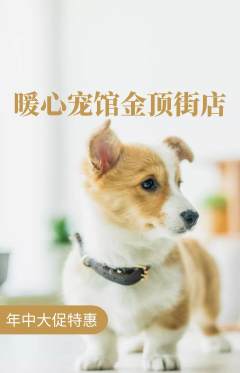 宠物店抢购单品抢购年中大促活动配图海报